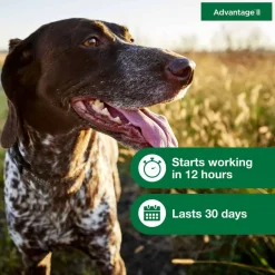 New Advantage II - Flea Prevention Topical for Dogs