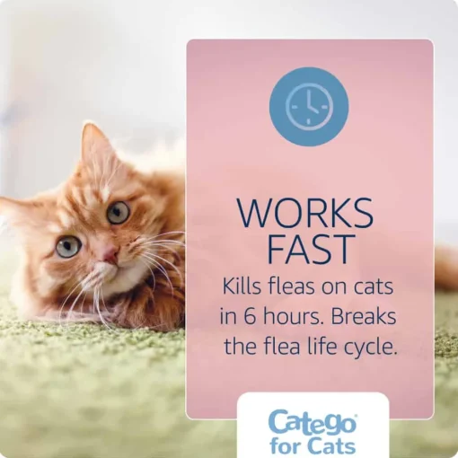 Outlet Catego for Cats