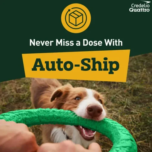 Online Credelio Quattro 6-in-1 Parasite Protection Chewable Tablet for Dogs