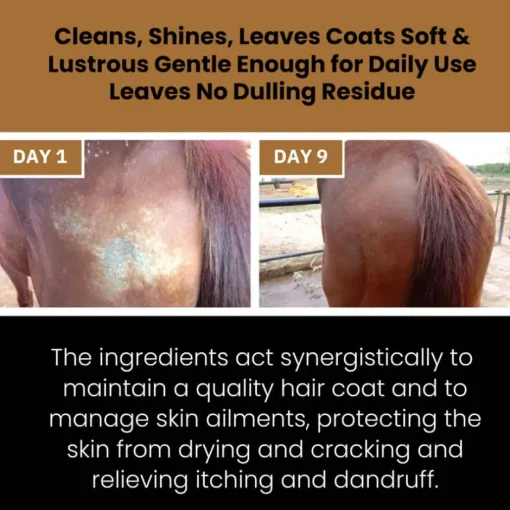 Sale Curry on a Stik Corakko Equine Shampoo