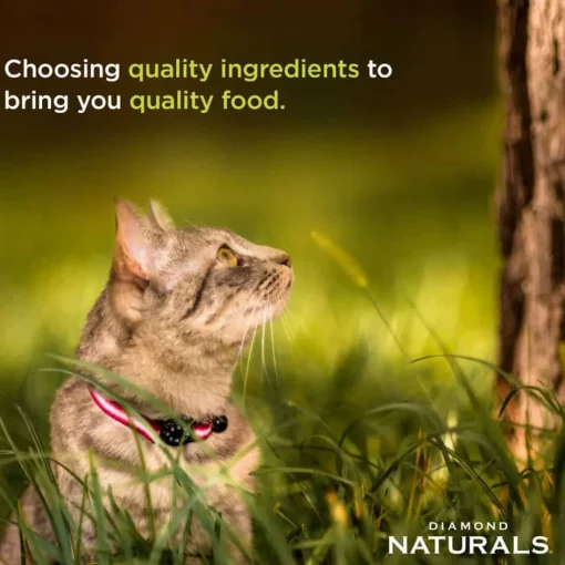 Hot Diamond Naturals Active Cat Chicken Meal & Rice Formula Dry Cat Food