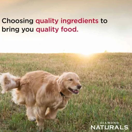 Best Diamond Naturals All Life Stages Chicken & Rice Formula Dry Dog Food