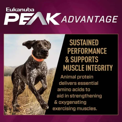 Discount Eukanuba Premium Performance 30/20 Sport Adult Dry Dog Food