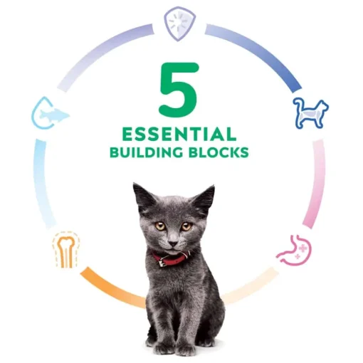 Best Hill's Science Diet Kitten Chicken Recipe Dry Cat Food