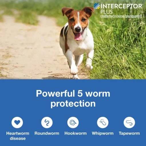 Outlet Interceptor Plus - Heartworm + Broad Spectrum Prevention Soft Chew for Dogs