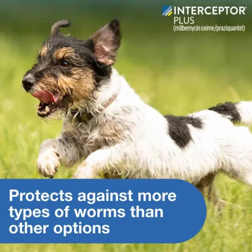 Outlet Interceptor Plus - Heartworm + Broad Spectrum Prevention Soft Chew for Dogs