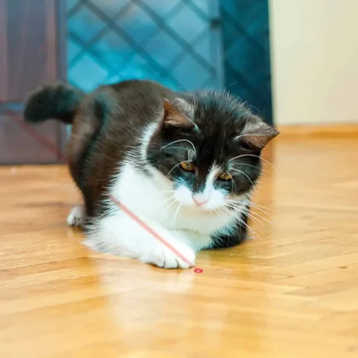Fashion KONG Laser Pointer, Shaped, Interactive Cat Toy