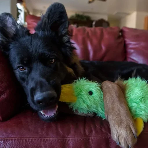 Online Multipet Duckworth Splash Dog Toy