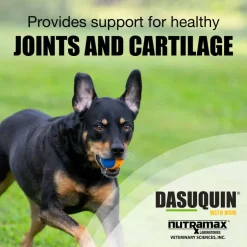 Online Nutramax Dasuquin ® with MSM Joint Health Soft Chew Supplement for Large Breed Dogs