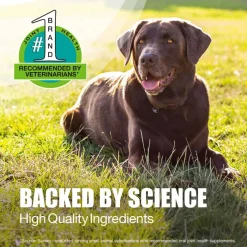 Online Nutramax Dasuquin ® with MSM Joint Health Soft Chew Supplement for Large Breed Dogs