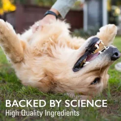 Online Nutramax Imuquin ® Immune Support Powdered Supplement for Dogs