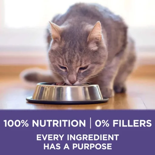 Best Purina ONE +Plus Hairball Formula Chicken Dry Cat Food
