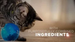 Hot Purina ONE +Plus Indoor Advantage & Weight Control Turkey Flavored Indoor Dry Cat Food