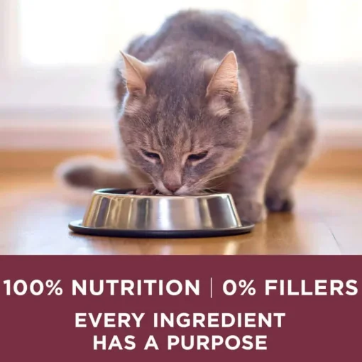 Sale Purina ONE +Plus Urinary Tract Health High Protein Chicken Dry Cat Food
