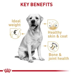 Online Royal Canin Breed Health Nutrition Labrador Retriever Adult Dry Dog Food