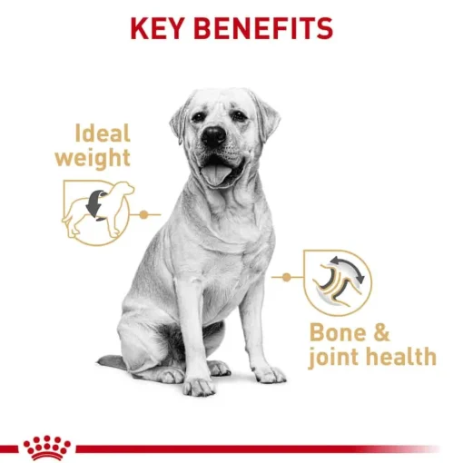Hot Royal Canin Breed Health Nutrition Labrador Retriever Adult Loaf in Sauce Wet Dog Food