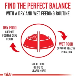 Best Royal Canin Veterinary Diet Recovery Ultra Soft Mousse in Sauce Wet Cat & Dog Food