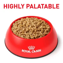 Best Royal Canin Veterinary Diet Canine Renal Support E Loaf Wet Dog Food