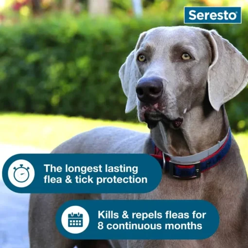 Outlet Seresto for Large Dogs 2pk Bundle