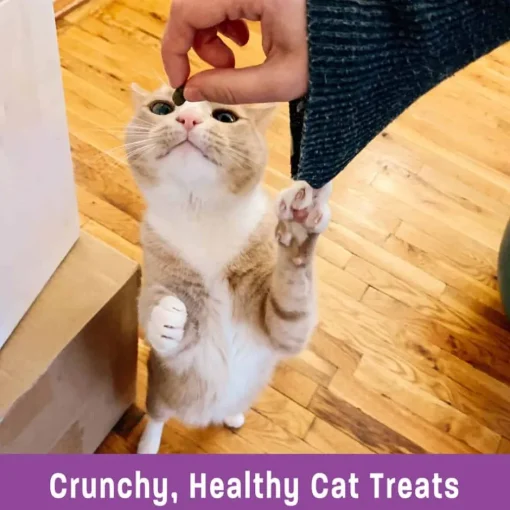 Outlet Wellness Kittles Crunchy Natural Grain Free Salmon & Cranberry Cat Treats