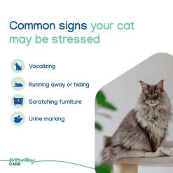 Hot Zenifel Calming Spray for Cats
